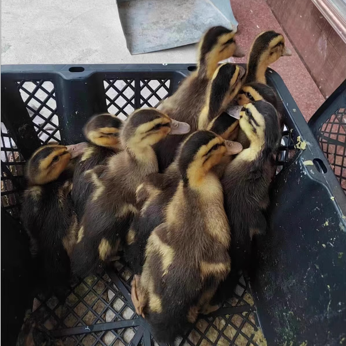 （大种鸭）高产绿壳绿头鸭肉质鲜美漂亮美味好吃