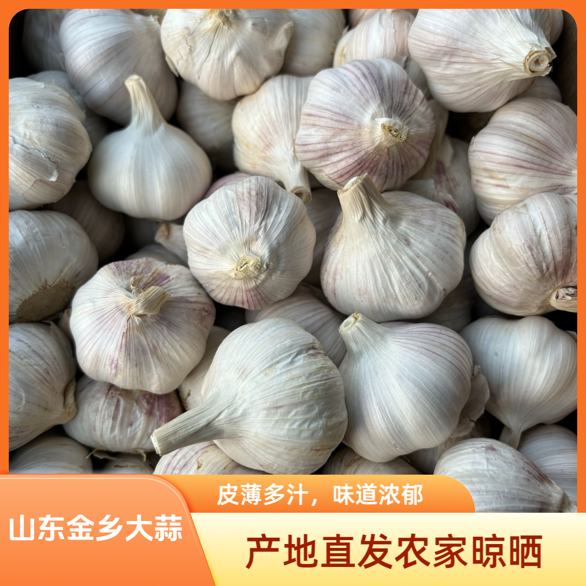 蒜坛子正宗山东金乡大蒜 批发 紫皮大蒜新干蒜2斤