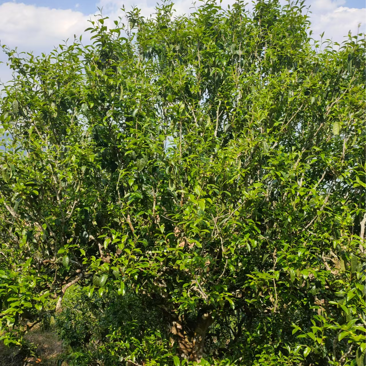 【小昔归】2023年春古树普洱生茶