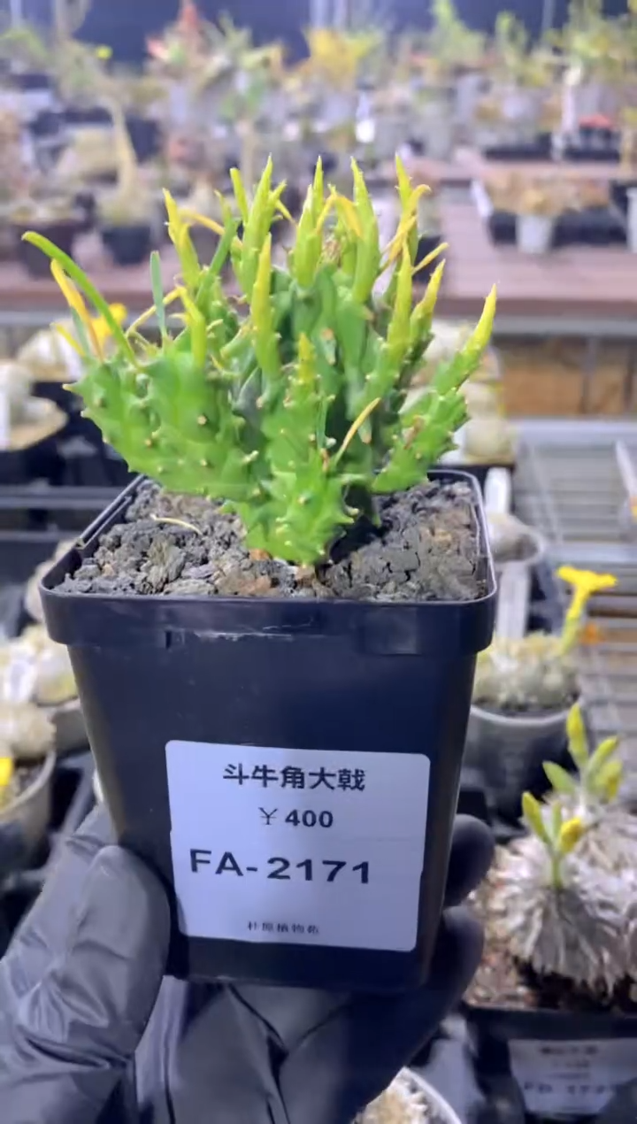 【闪购商品】斗牛角FA-2171