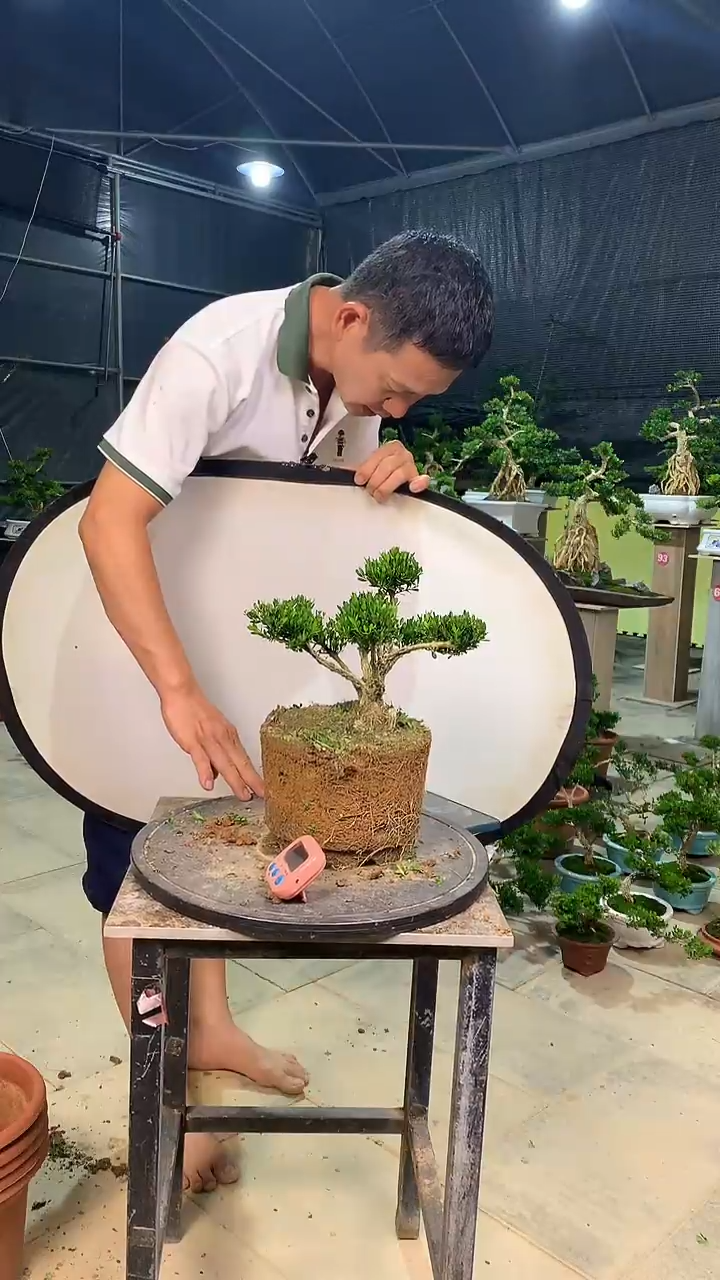 完全开放狼*11111