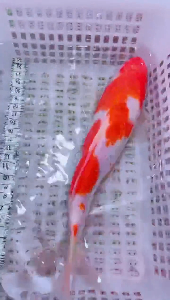 锦鲤血统锦鲤全场包邮133