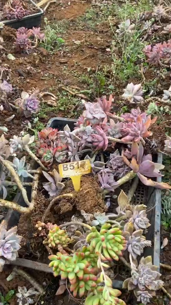 【闪购商品】B517清风花木兰多肉组合