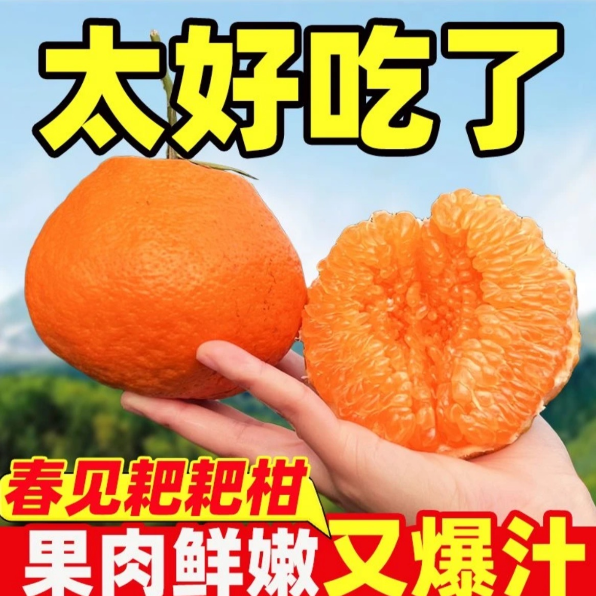 【村书水果】正宗春见耙耙柑四川眉山自然成熟健康享用中通快递柑橘