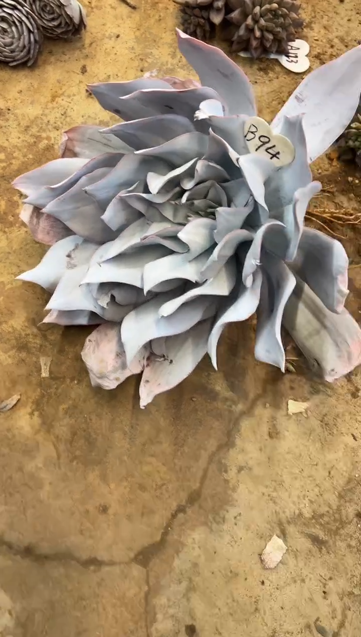 择       B94号广寒宫￥26