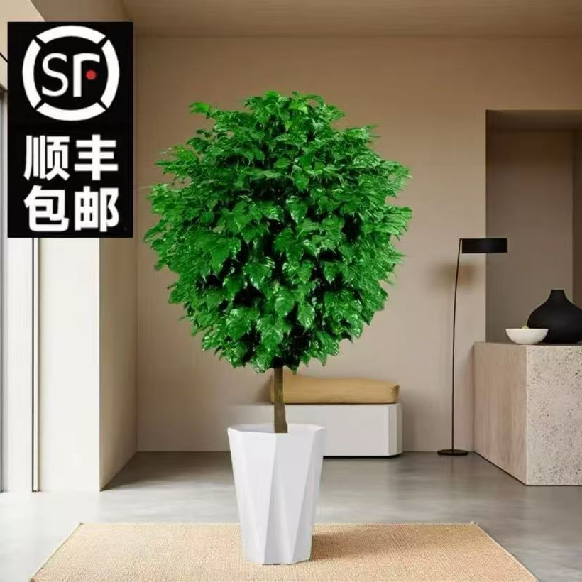 （顺丰包邮）1.1-1.3米单杆平安幸福树吸甲醛净化空气四季常青常绿
