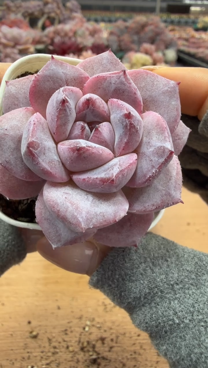 东云多肉园二店-94