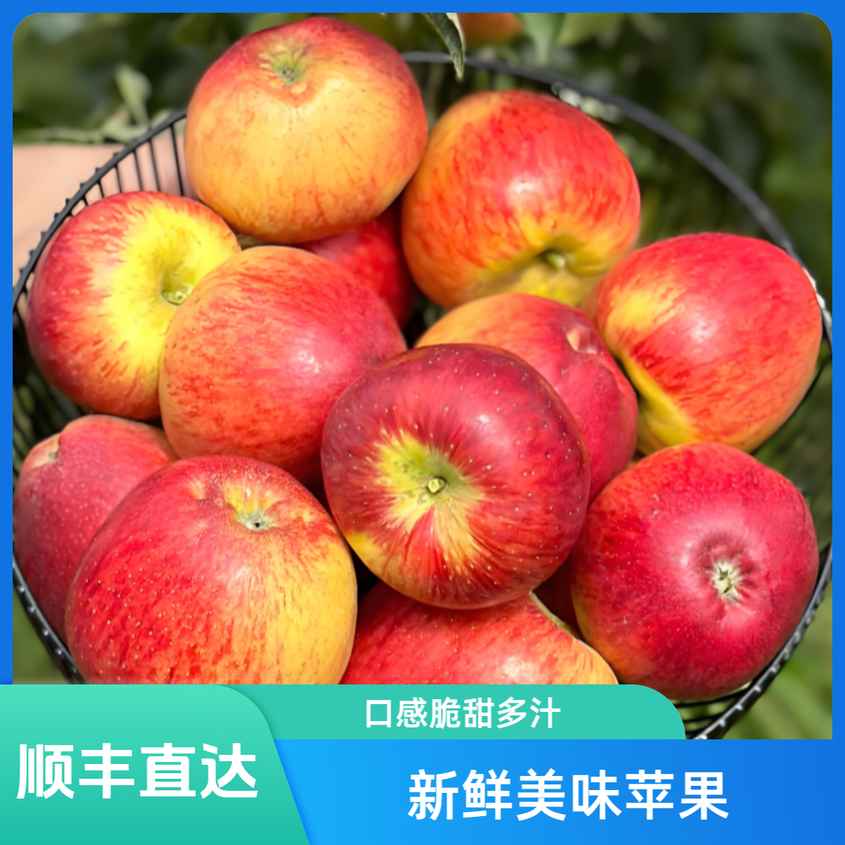 Yhh云南昭通苹果【红露苹果】现摘新鲜水果脆甜爽口苹果云南省云南省