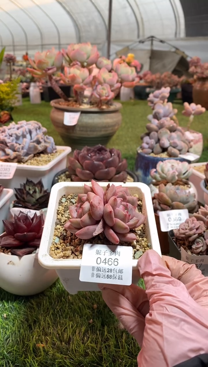 【闪购商品】0466a