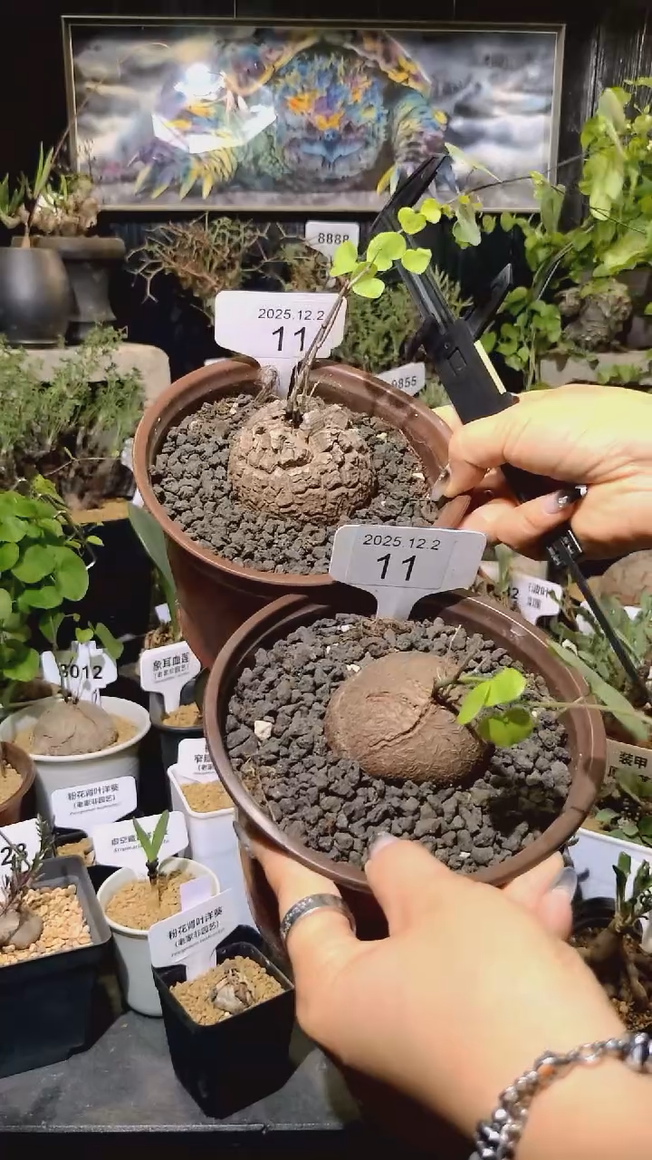 11号1202福利南非龟甲龙买一送一