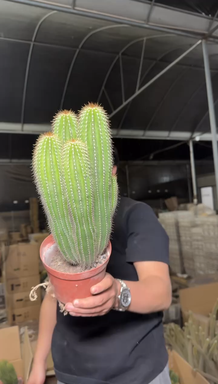 3头起 大凤龙【实生根】