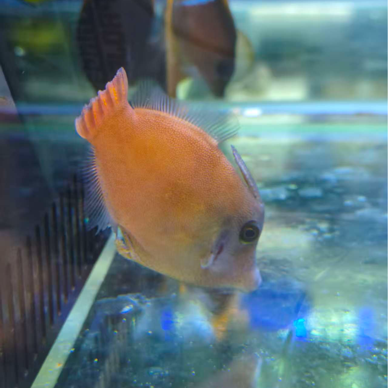 火红炮弹海水观赏鱼已检疫健康活泼默认顺丰