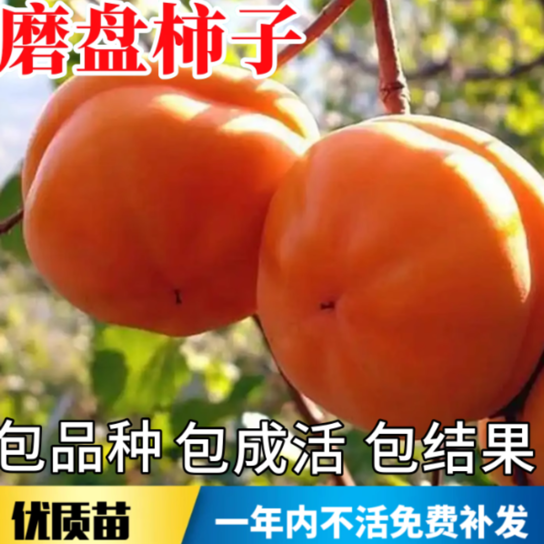 北方耐寒磨盘柿子甜奶油柿子树水果树苗南北方种植