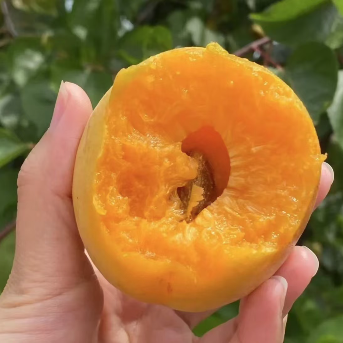 【帝王杏树苗 】优质杏苗 庭院植物盆栽地栽阳台庭院四季种植