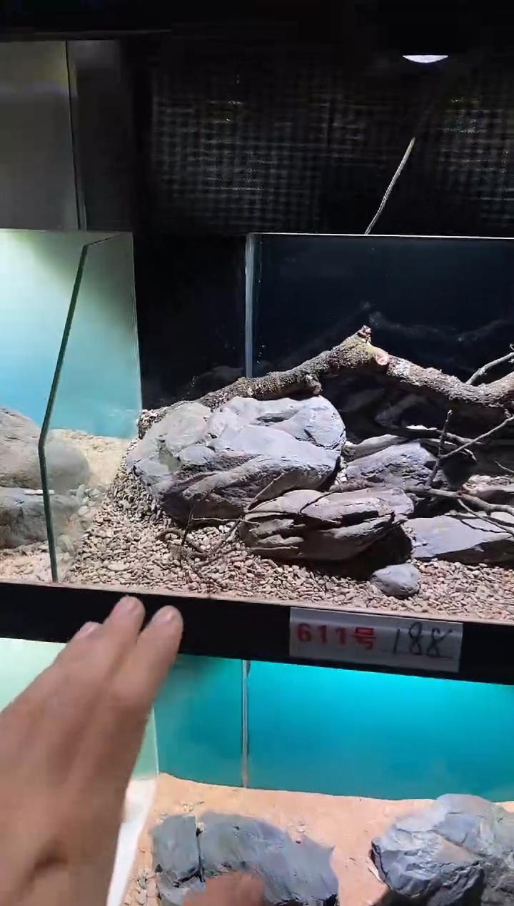 611号鱼缸造景（不含底砂）