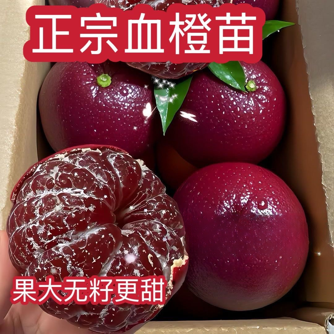 新品种无籽血橙嫁接苗当年结果纯甜红皮红肉南北四季种植