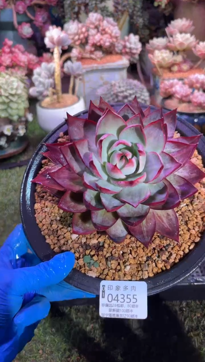 【闪购商品】04355