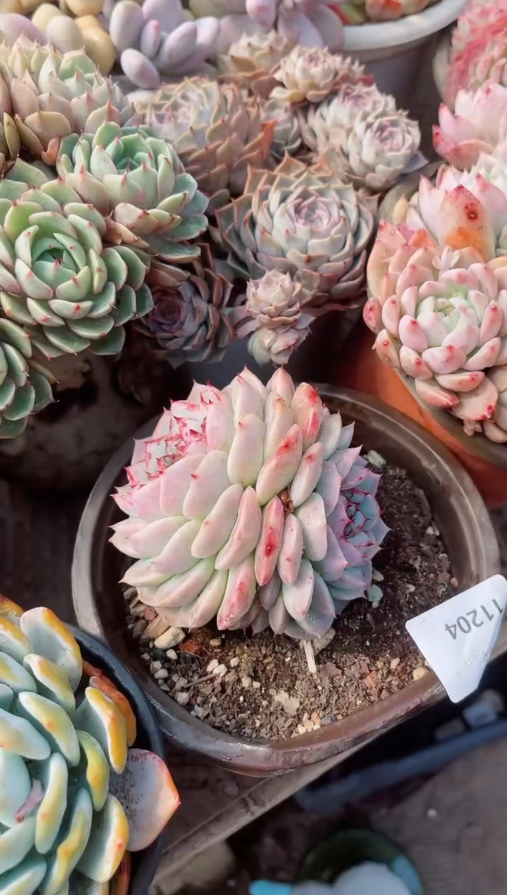 【闪购商品】11204