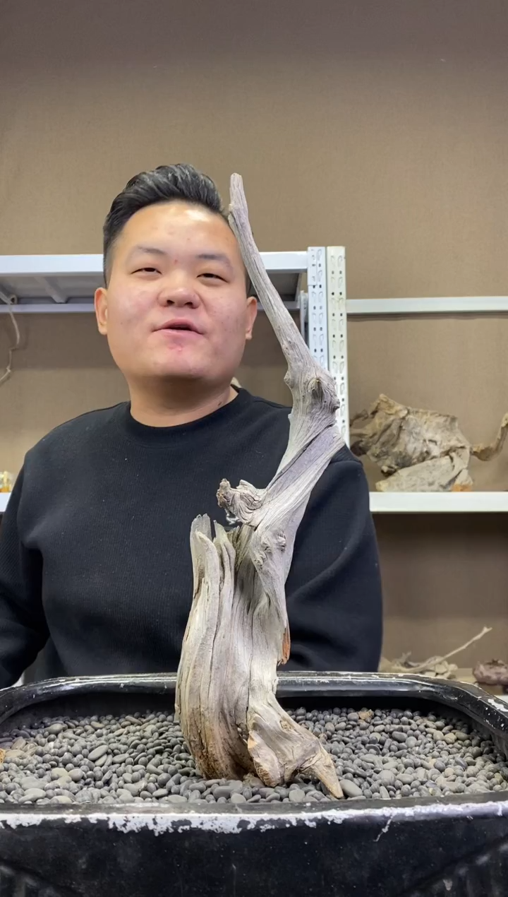 發**財 胖胖崖柏 發福發財