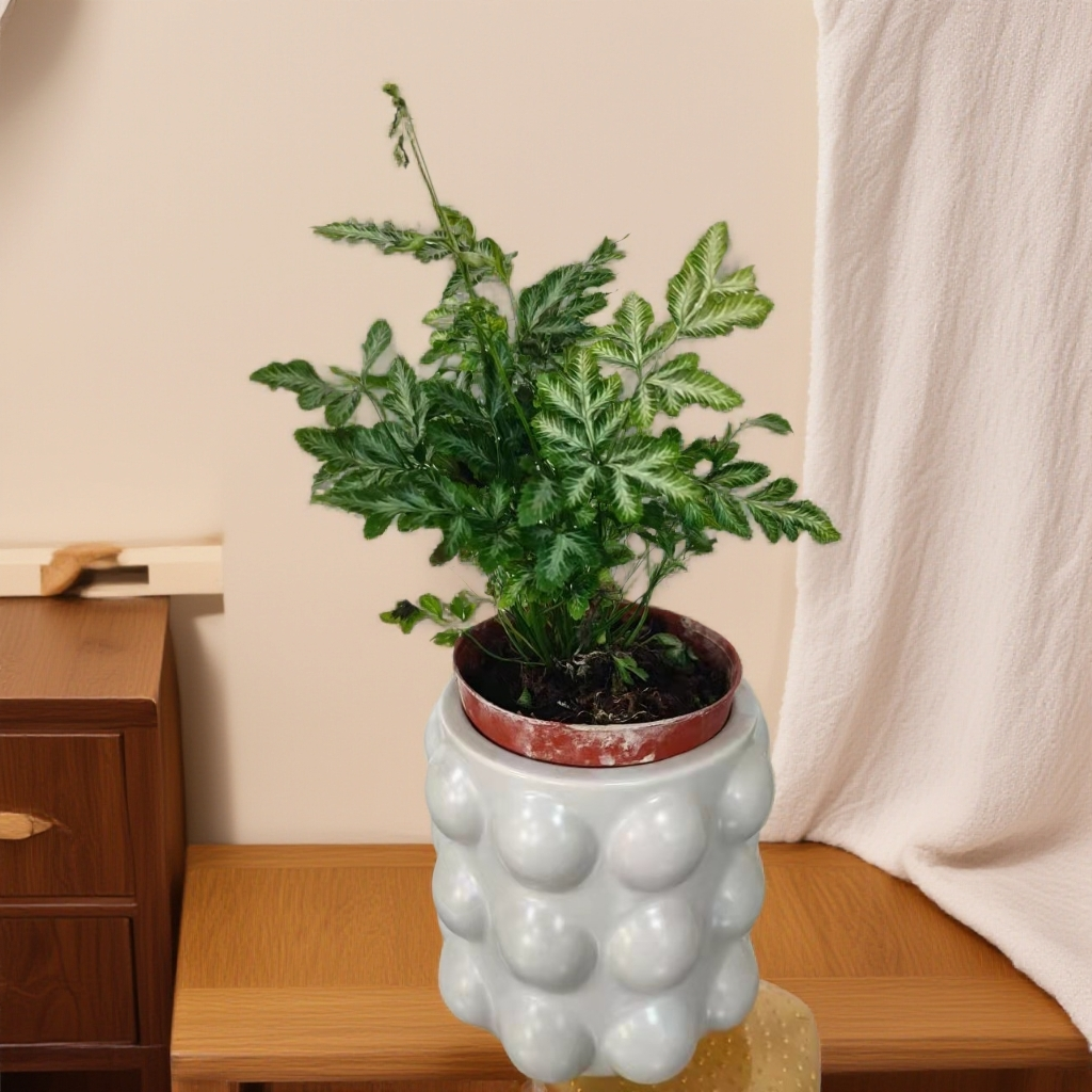 北欧ins风格绿植盆栽室内桌面摆件净化空气好养花卉银线+盆