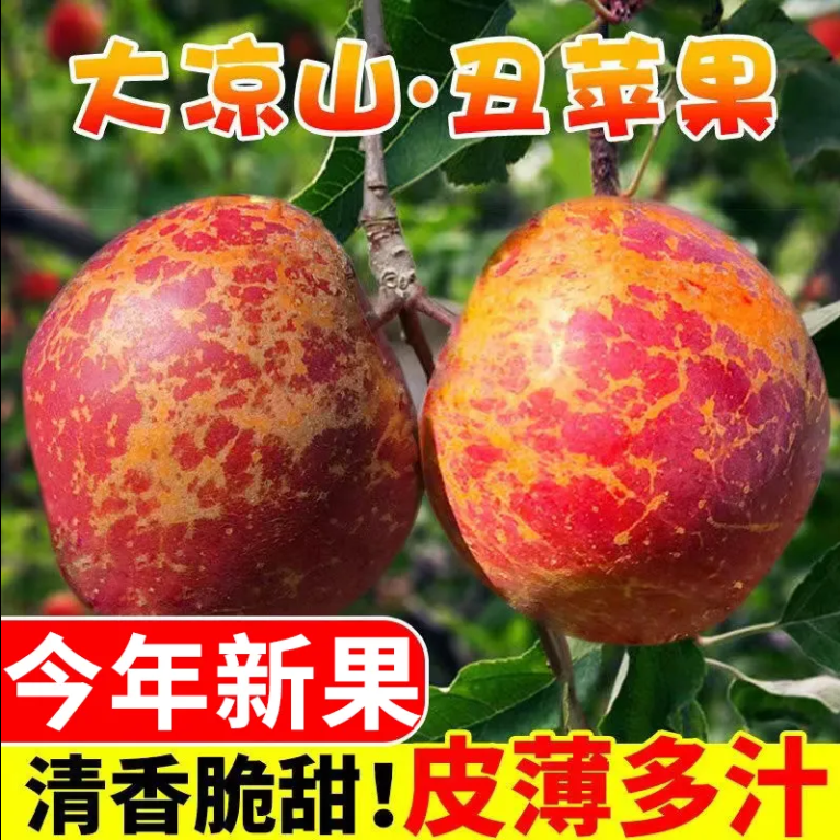 正宗四川大凉山盐源丑苹果现摘新鲜当季冰糖心丑苹果应季现摘水果