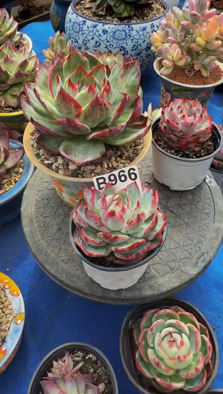 B966惊鸿仙子----