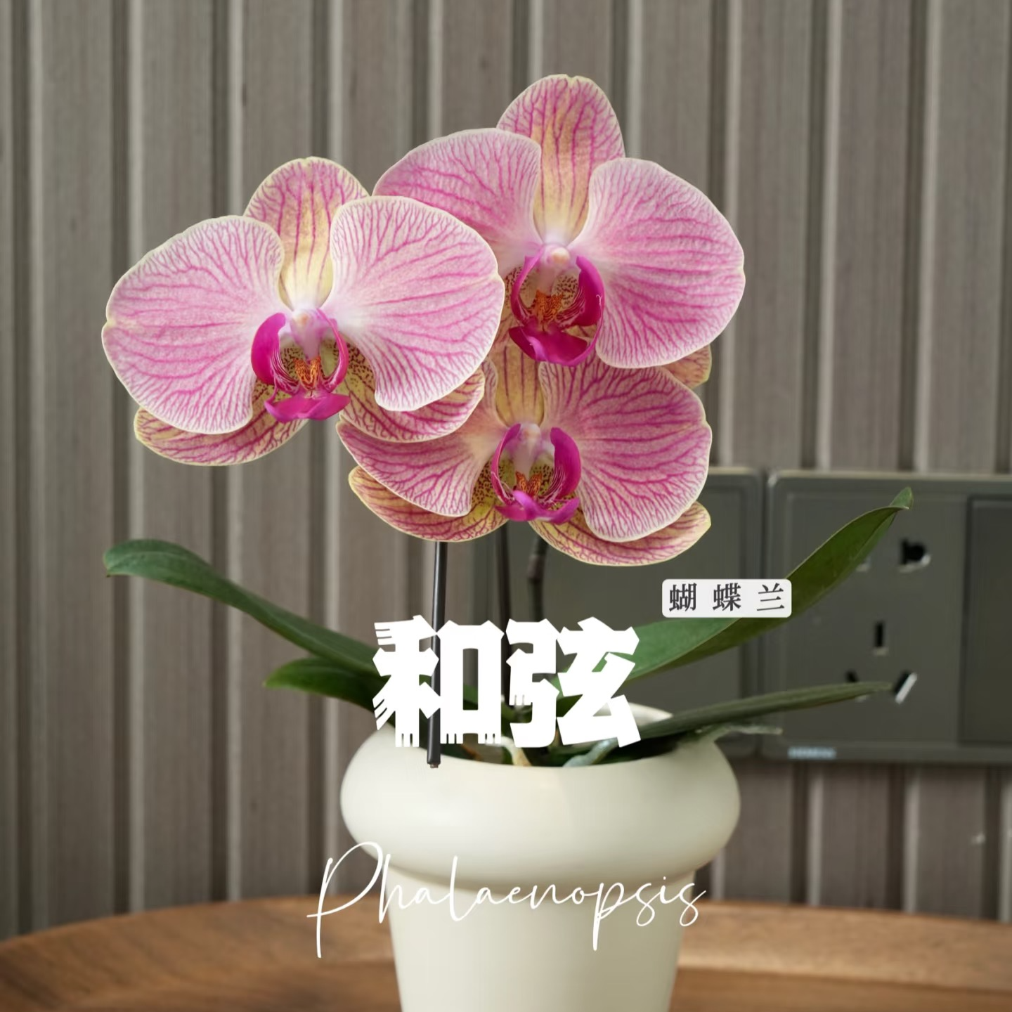 福喜【和旋】福利款 蝴蝶兰 单双混发 基地直发