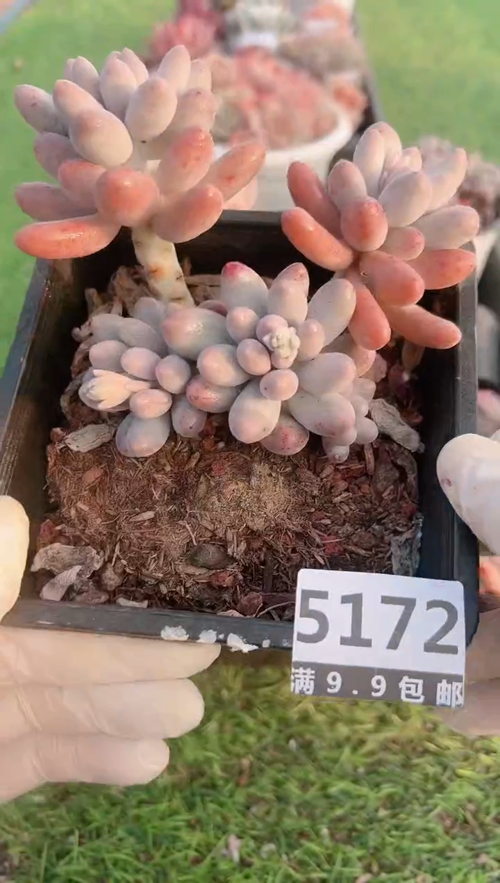 【闪购商品】信福多肉一物一拍