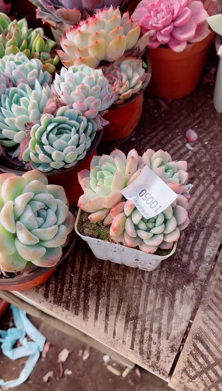 远*?跃跃精品多肉10050