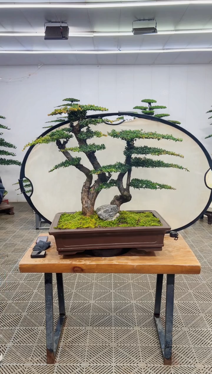 无花朵造型盆景一物一拍