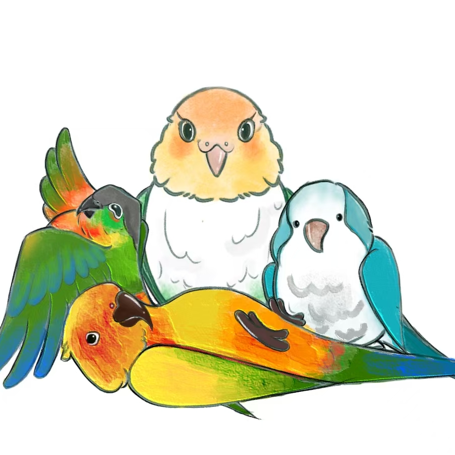 【转转鹦鹉专属 福利】活体鹦鹉 金色