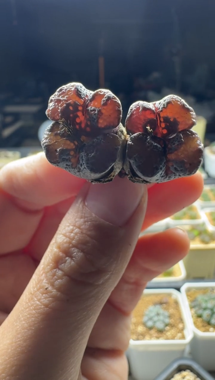 【闪购商品】17-327