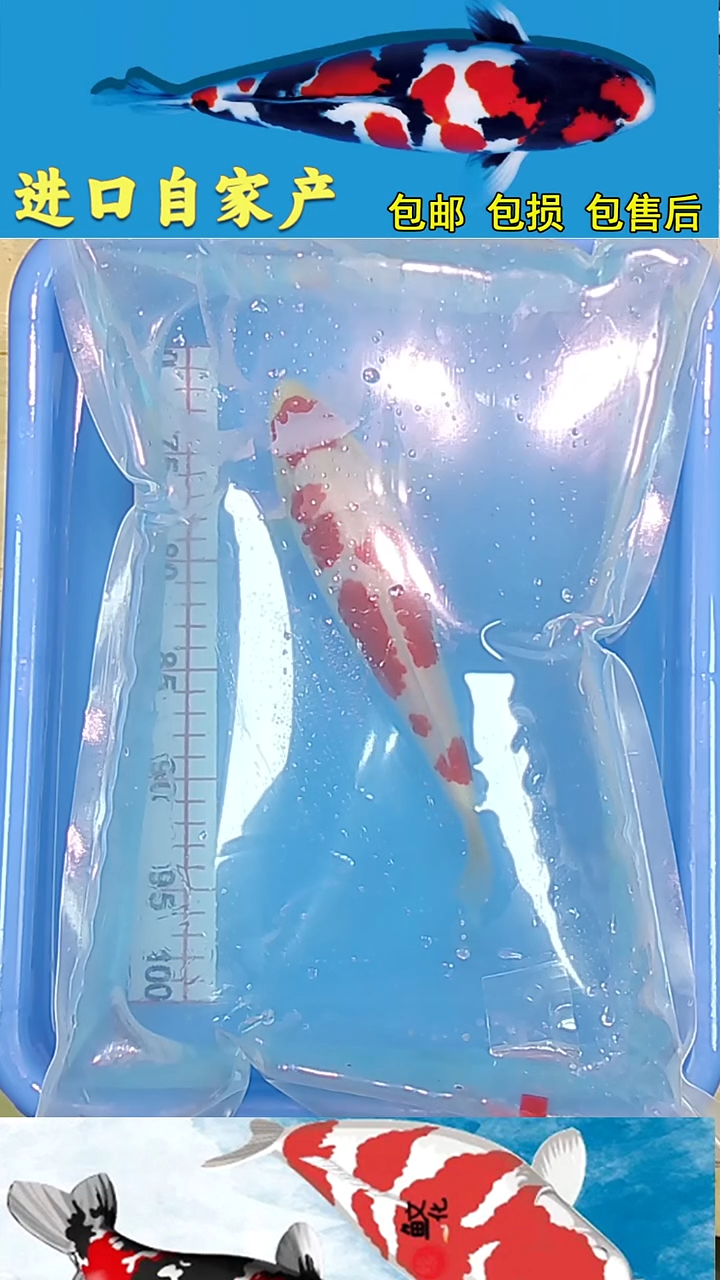 锦鲤2025/12/28悦鲤阁甄选锦鲤--10