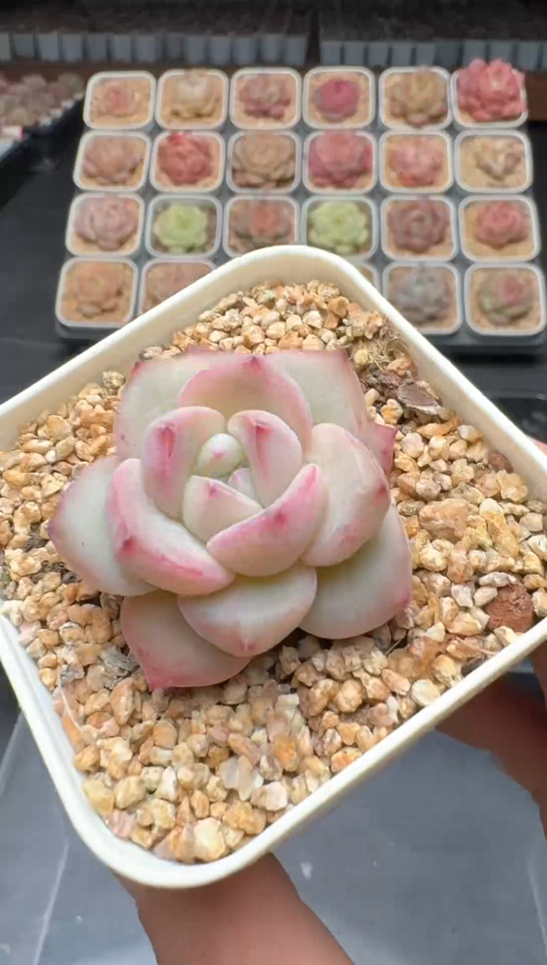 【闪购商品】3单包邮珍妮多肉一物一拍486