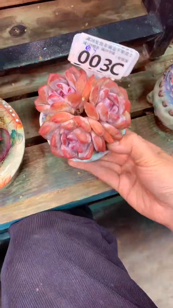 003C（一物一拍实付满28发货，默认不带盆土）