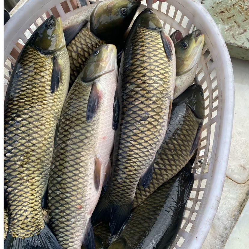 鲜活淡水鱼  草皖  耐高温耐低氧