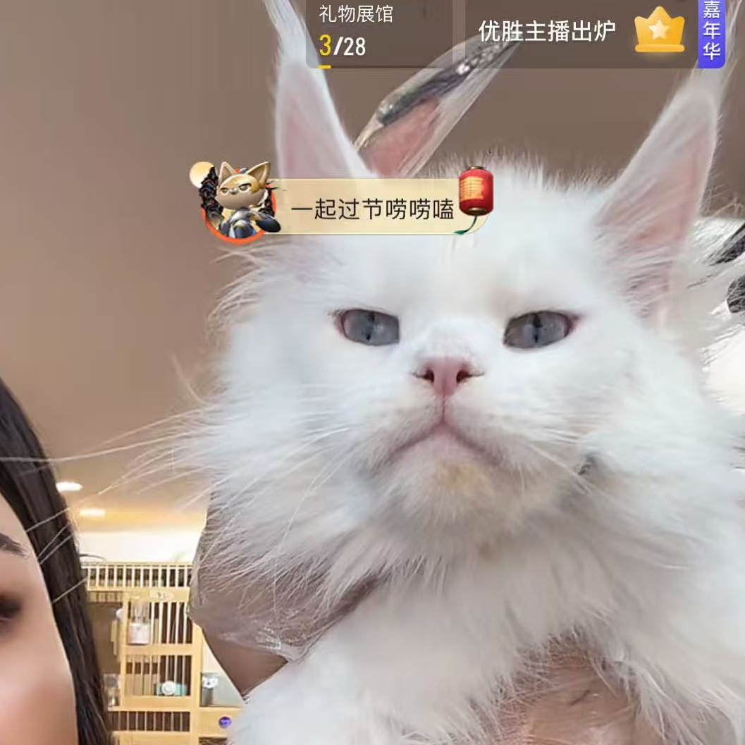 来了姊妹-纯白蓝眼缅因猫-妹妹-76