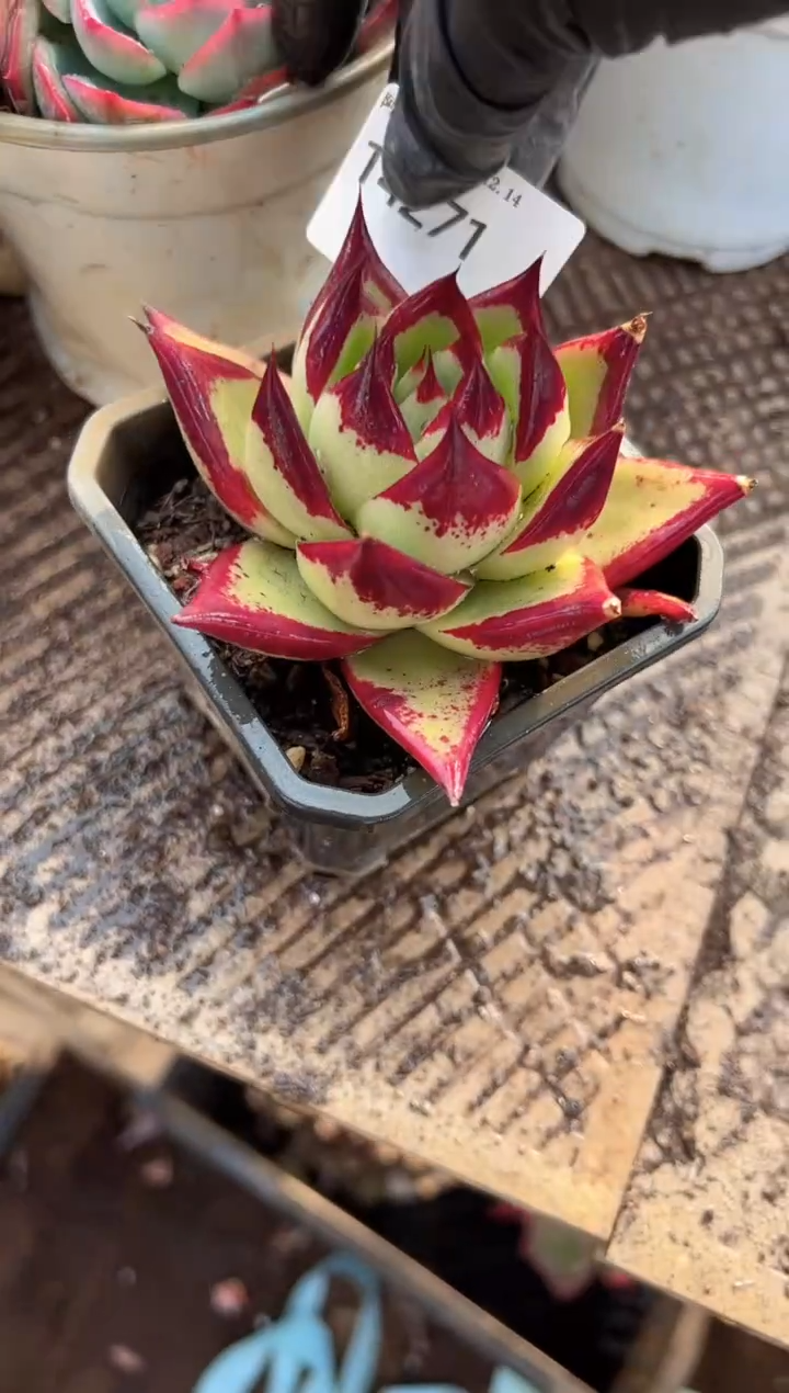 雅*多肉植物一物一拍14271