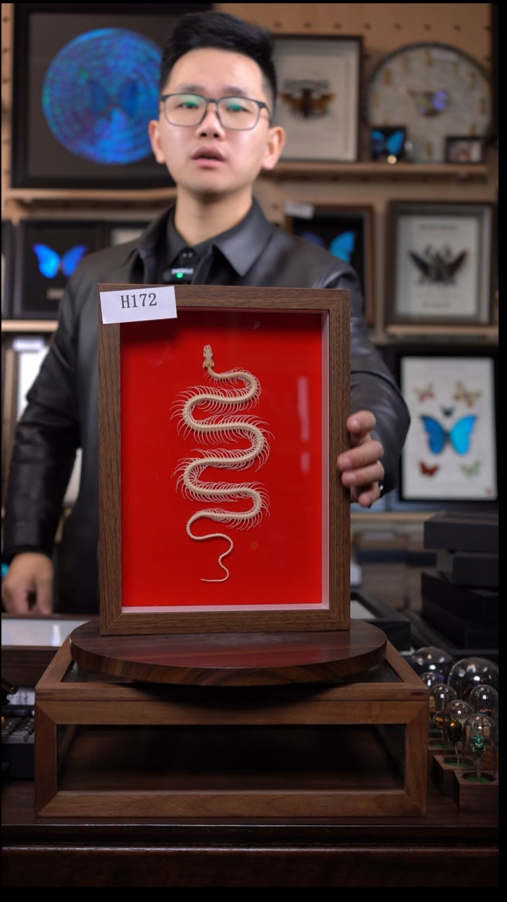 蛇骨标本红色植绒底A4框h172