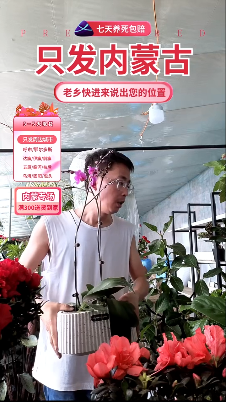 完全开放紫色蝴蝶兰拍俩颗送盆