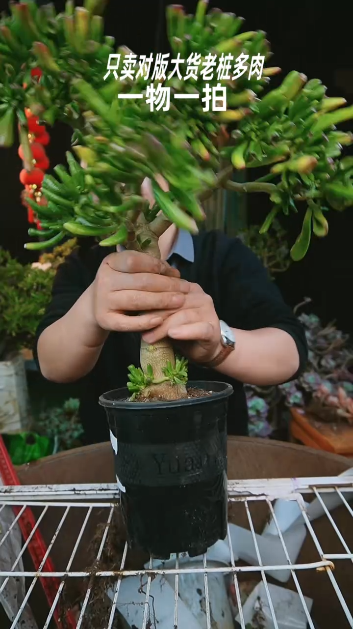 【闪购商品】吸财树38号