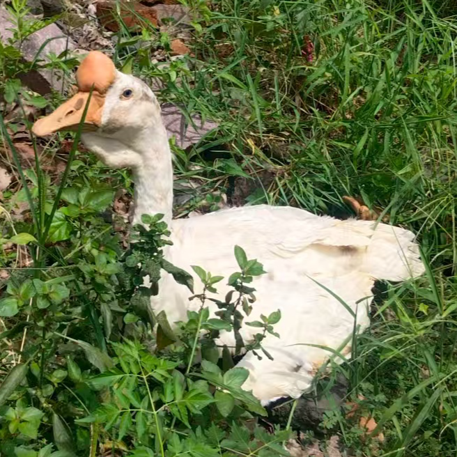 （书记严选）2年半老母鹅现杀现发