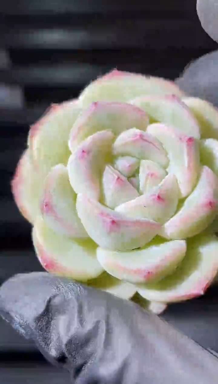 24-94 鸡蛋奶泡4-5厘米量拍发一颗