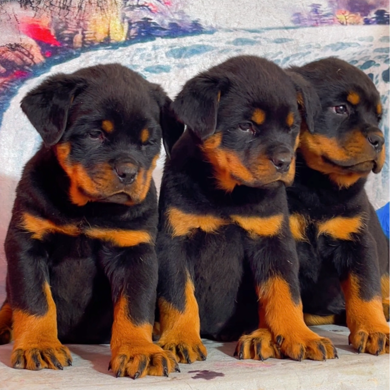 （正诚罗威纳宠物家)T狗狗活体