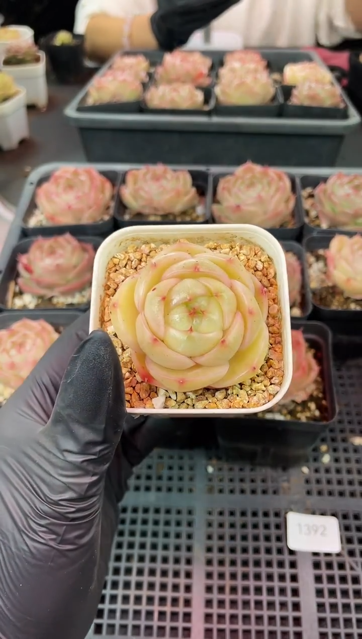 闪购1392 大圆圆多肉一颗 4厘米