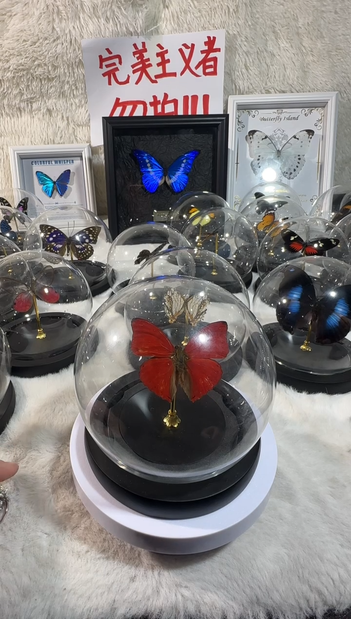 木血漪蛱蝶水晶球   