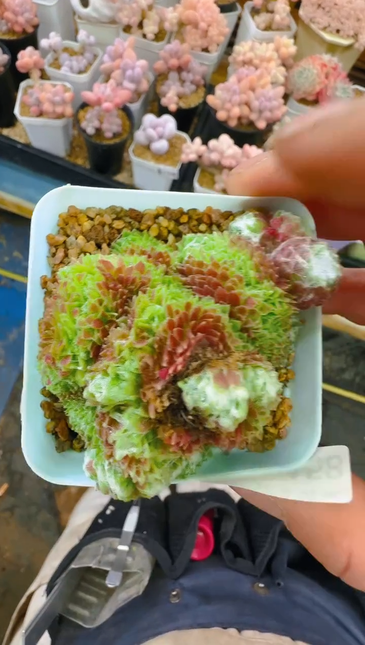 【闪购商品】春—158—仙农(卷卷）