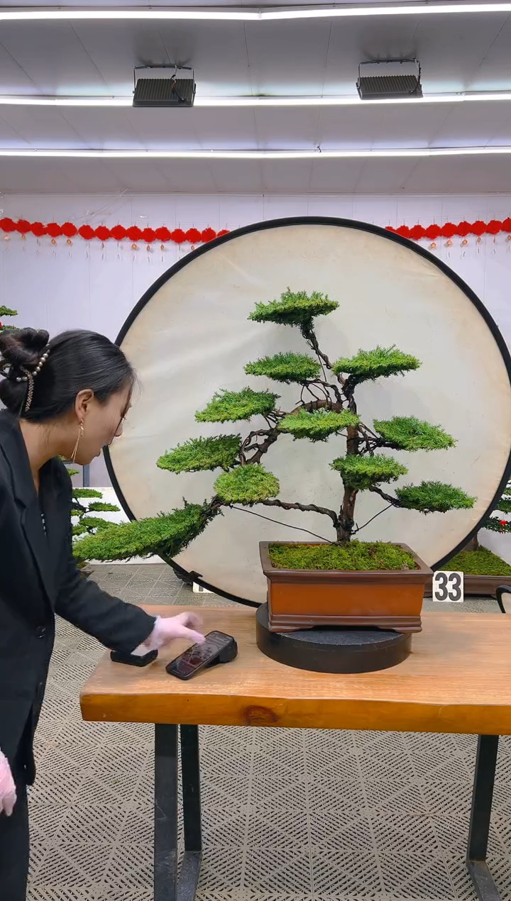 【闪购商品】盆景1