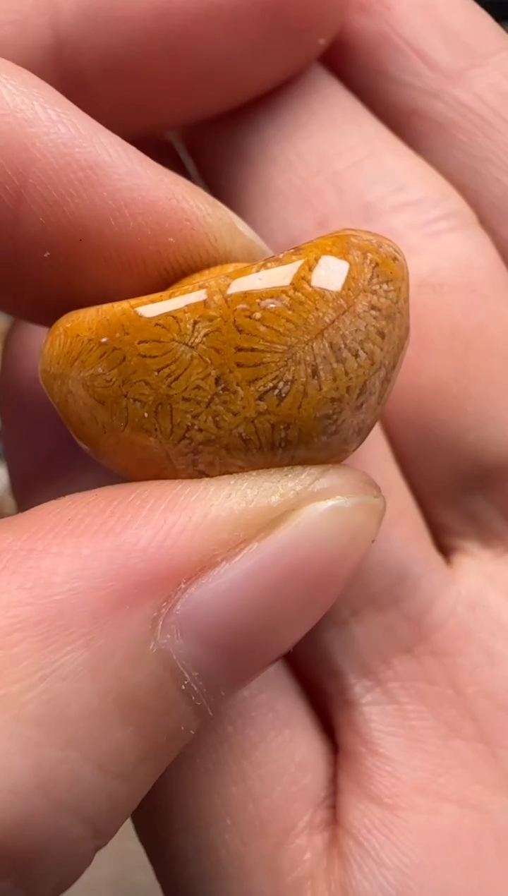 【闪购商品】硅化珊瑚（珊瑚玉）颈饰未镶嵌119