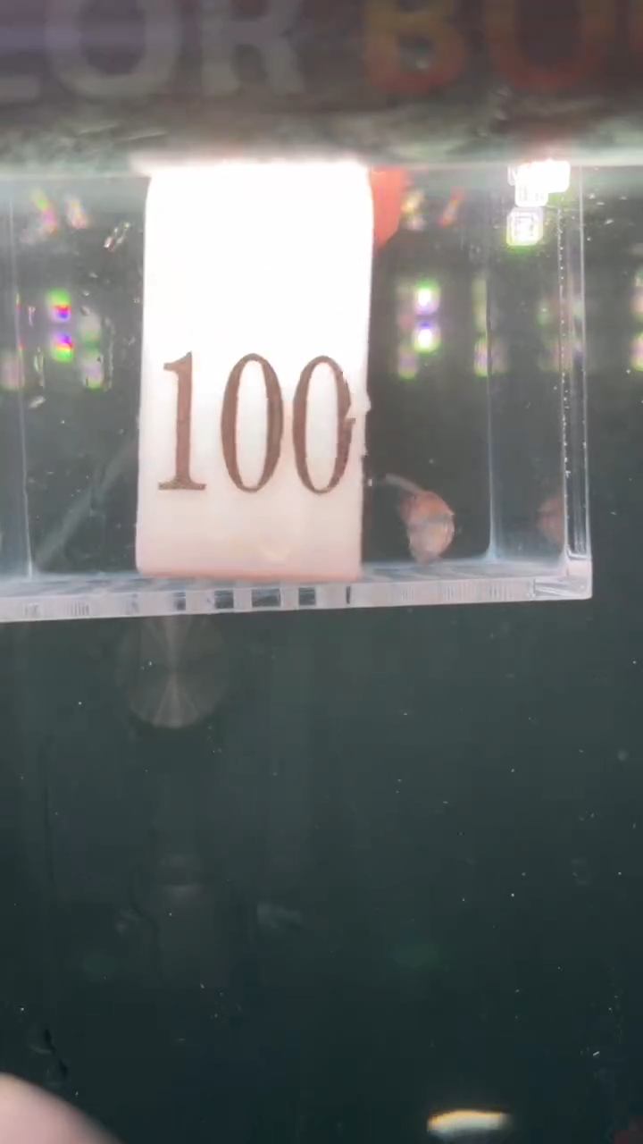 灯科鱼1*【100】新流域彩虹魔鬼